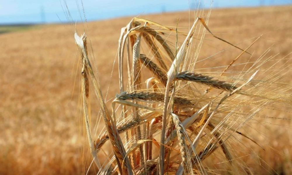 Ουκρανία: Η παραγωγή σιταριού 2022-23 αναμένεται να μειωθεί κατά 40%